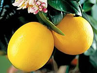 Citrus limon 